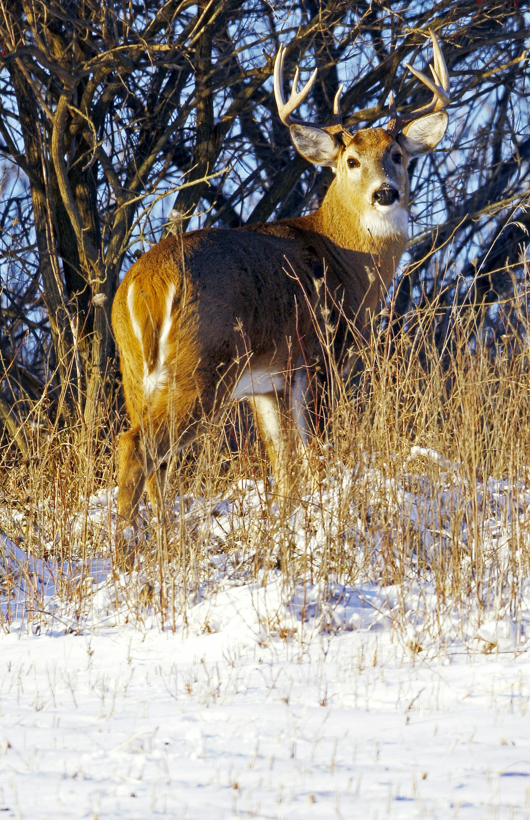 A whitetail buck stood near a snow-covered Iowa farm field. A change in the amount of daylight triggers the rut for whitetails. Left: Bucks fight during rut “to assert their dominance, perhaps thinking there’s a chance to do a majority of the breeding, even though they don’t really get to do that,” Lou Cornicelli of DNR said.