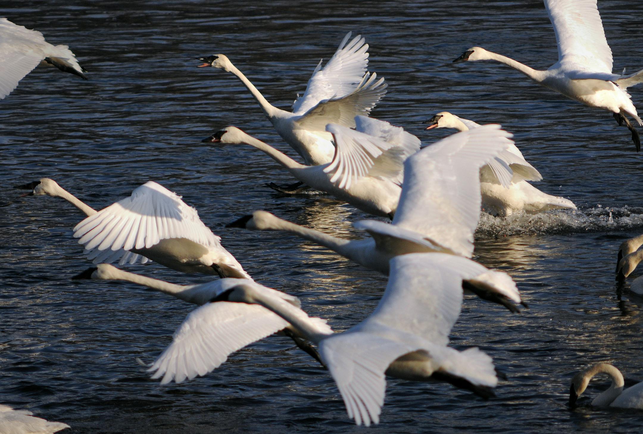 Richard Sennott@startribune.com Monticello Mn. Wednesday 01/26/11 : ] Jim Lawrence feeds 1,700 pounds of corn to 2,000 trumpeter swan that gather on the Mississippi River at Monticello in the open water created by the Monticello Nuclear Power Plant. It is one of the largest congregations of trumpeter swan in the world. In Minnesota the trumpeter swan was hunted to extinction, but today It has made a very dramatic come back thanks in part to Sheila and Jim Lawrence and their feeding program.