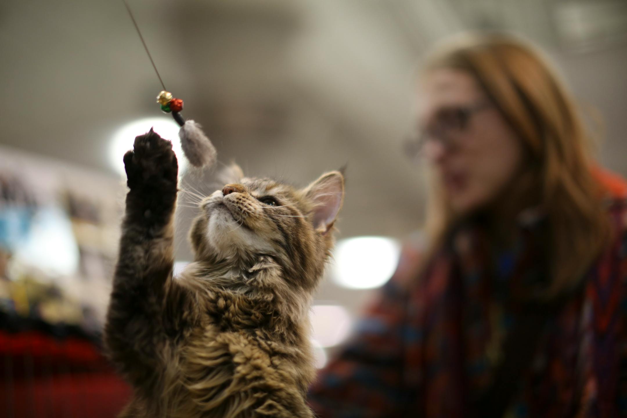 The 37th Annual Saintly City Cat Club Annual Championship Cat Show concluded it's two day run Sunday, January 27, 2013 at the Roy Wilkins Exhibition Hall in downtown St. Paul. A six month-old Maine Coon kitten played with J.B. Barrick of Montrose, who was showing his cats at the show Sunday. ] JEFF WHEELER â€¢ jeff.wheeler@startribune.com