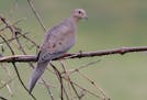 Photo by Don Severson 1. A male mourning dove is subtly beautiful, with a turquoise ring around the eye, black dots on the feathers, pink feet and pin
