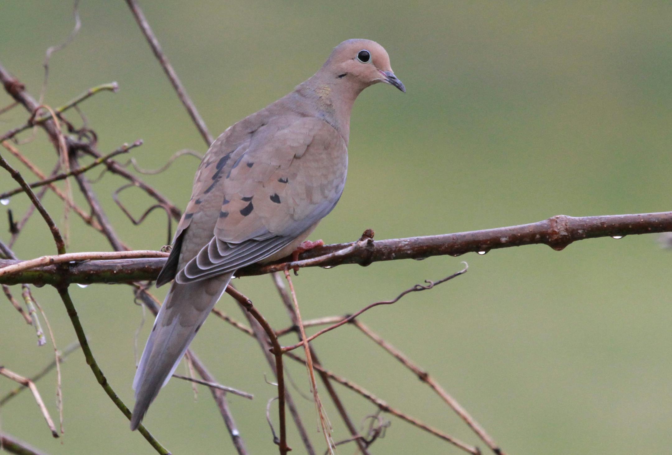 Photo by Don Severson 1. A male mourning dove is subtly beautiful, with a turquoise ring around the eye, black dots on the feathers, pink feet and pink wash on the neck.