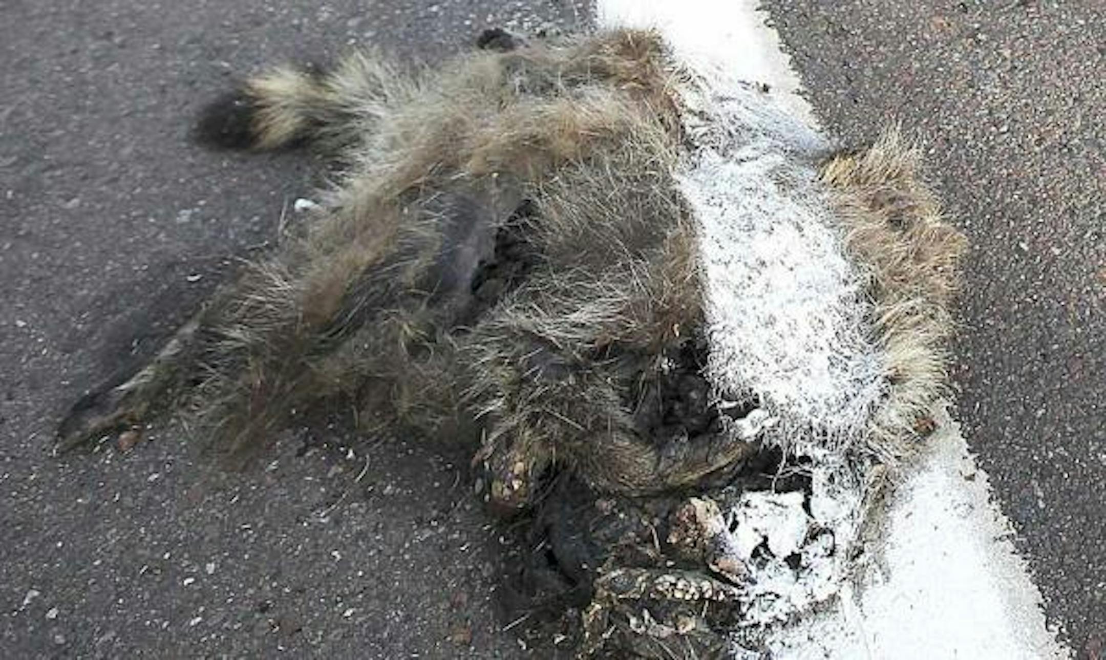 A dead raccoon received a fresh coat of paint from a highway painting crew. AP Photo