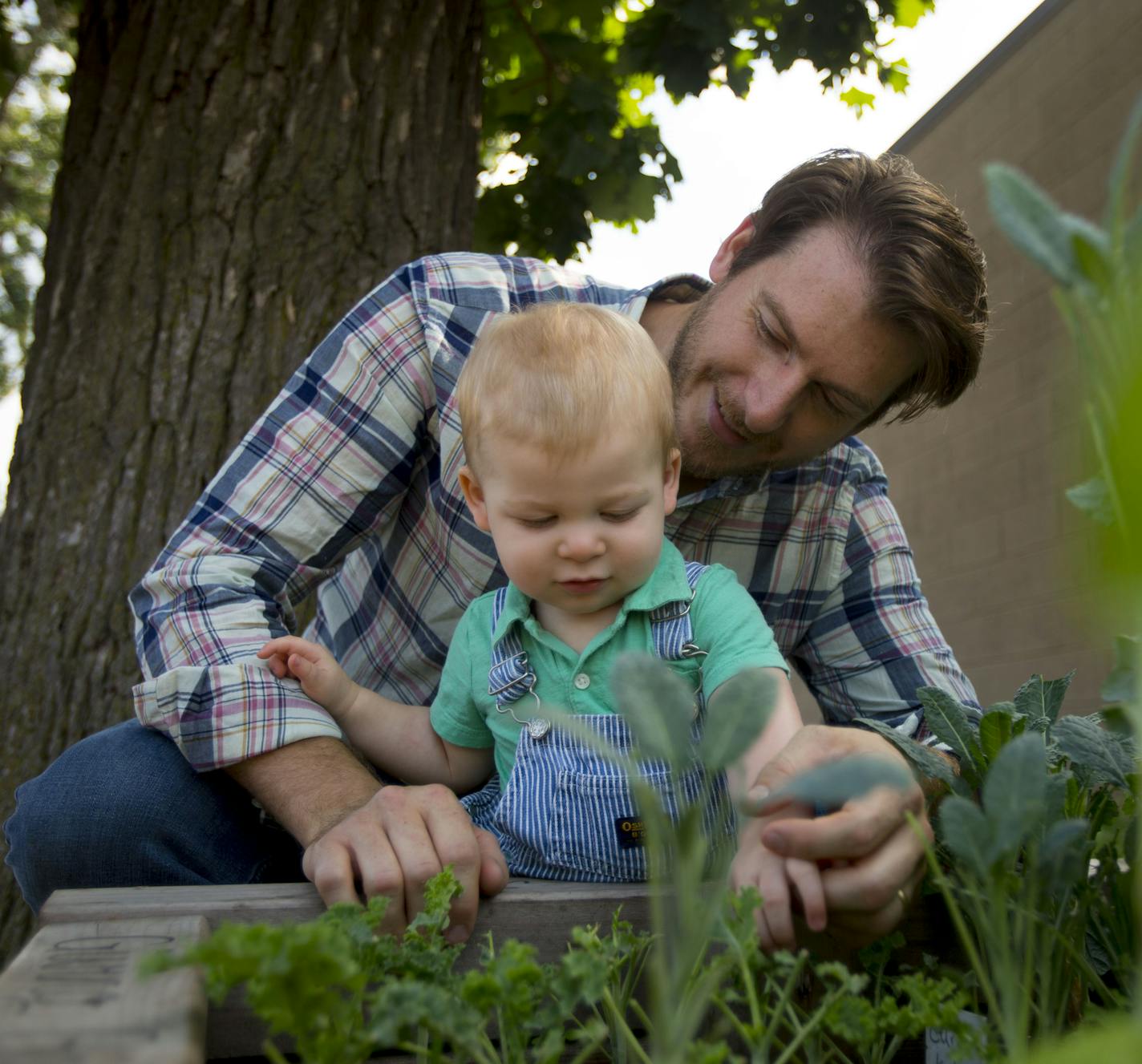 Chris Harms lets his son, Viggo, help weed around the one of the plants in the garden. ] ALEX KORMANN &#x2022; alex.kormann@startribune.com Chris Harms had the idea for Giving Gardens about a year ago. The concept was to offer local businesses the opportunity to grow fresh produce in a small store side garden with the hope of promoting healthy and sustainable food for the community. There are 200 giving gardens within a 5 mile radius of White Bear Lake, MN, where it all began. Indulge Salon and