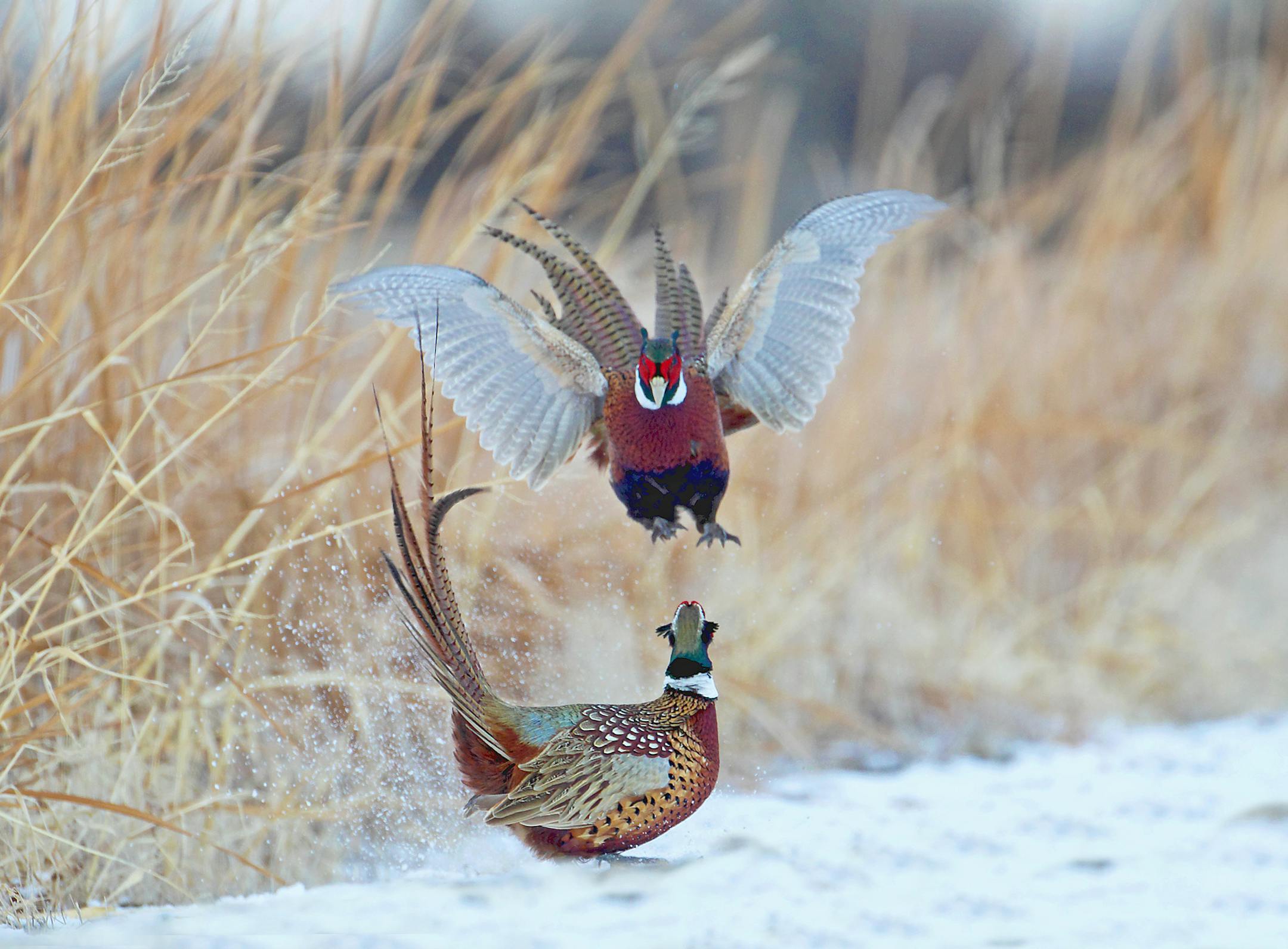 Two male ringnecked pheasants fight over territory and the possible attention of female mates.