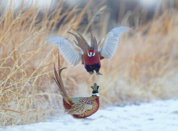 Two male ringnecked pheasants fight over territory and the possible attention of female mates.