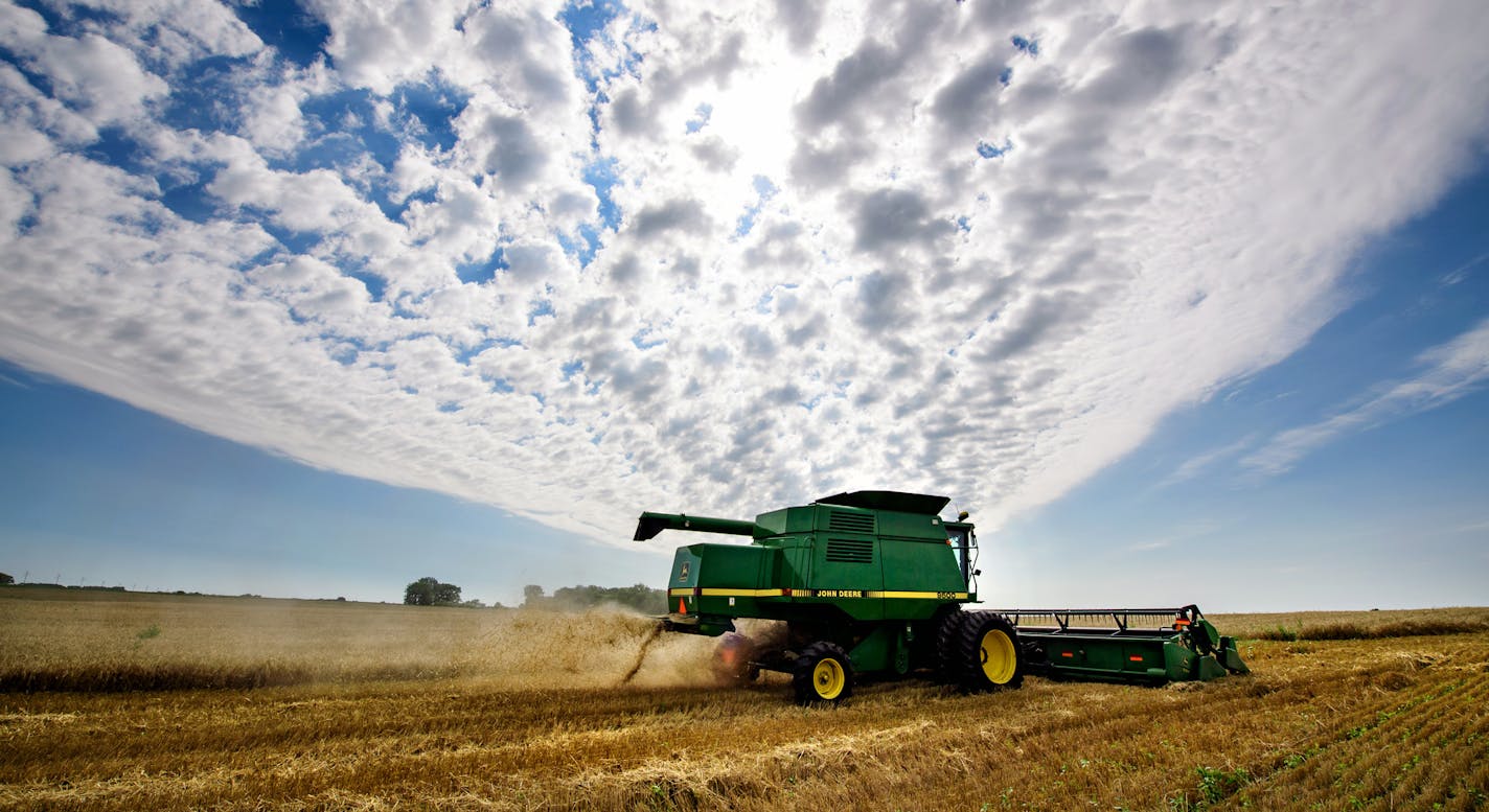 Jack Weber drove his wheat combine on his field. The wheat doesn't bring much cash but it does improve the health of his soil.
] GLEN STUBBE &#xa5; glen.stubbe@startribune.com Wednesday, August 23, 2017 Trip to western Minnesota with Glen Stubbe to interview, photograph and film the harvesting of wheat at Jack Weber's farm. Wheat doesn't make him money but it does improve the health of his soil. This crop rotation is one of several steps Weber uses to make the land better and is in line with wha