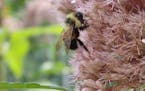 Several species of bees, butterflies and moths have been brought to the brink of extinction in Minnesota over the past two decades. Above, a rusty pat