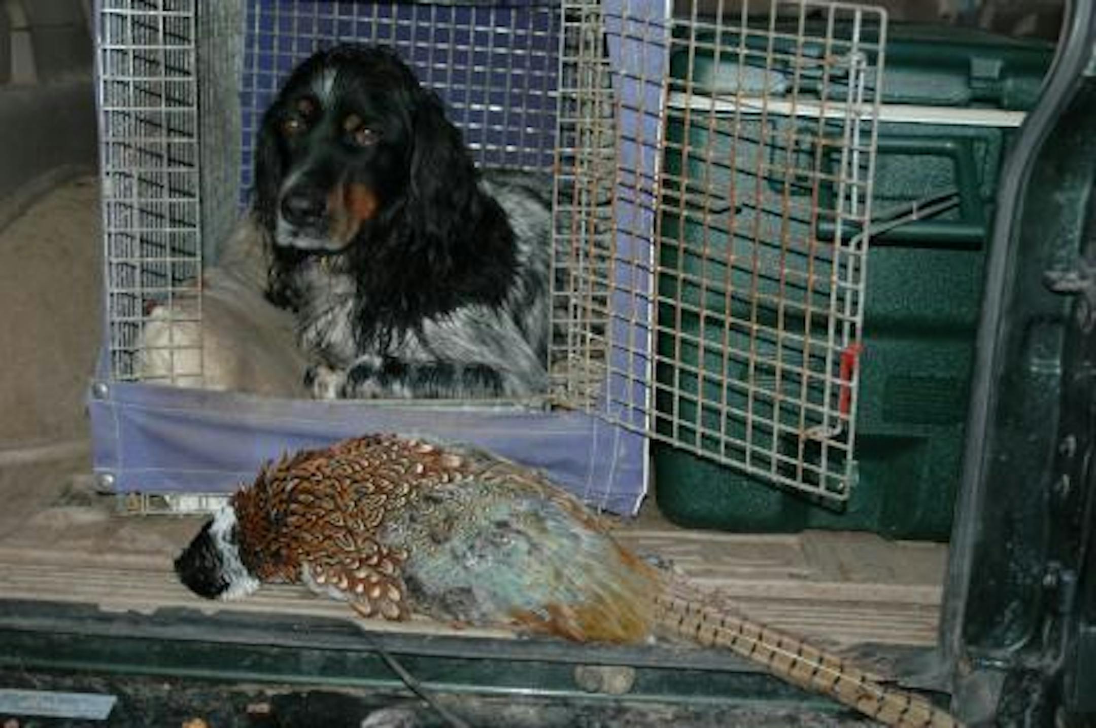 When you actually bag a sneaky rooster it's cause for celebration.