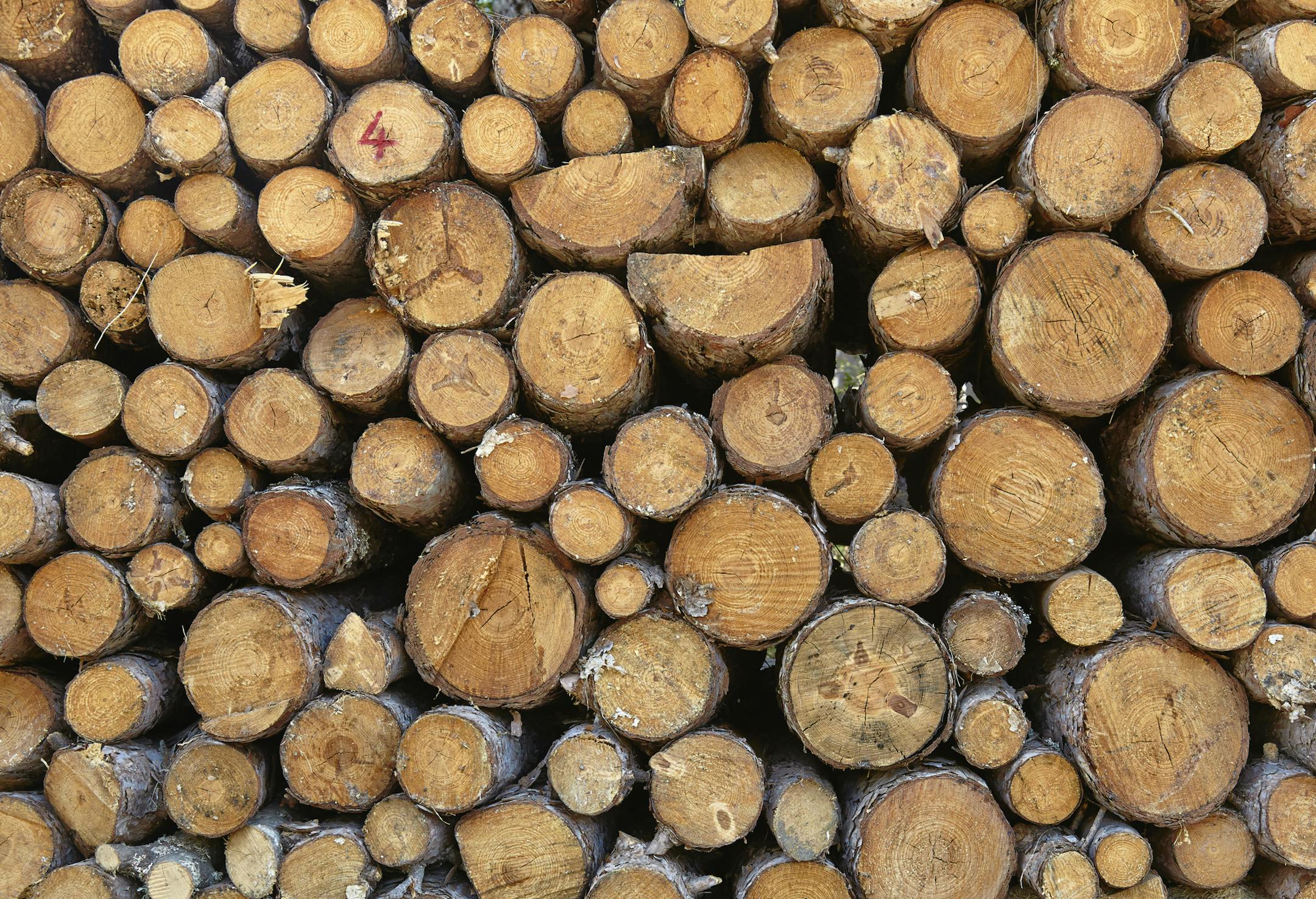 Cut and stacked woods istockphoto.com