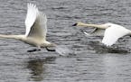These Trumpeter Swans raced across the Mississippi River into a stiff cold wind to get airborne in Monticello Minn. Richard.Sennott@startribune.com Ri