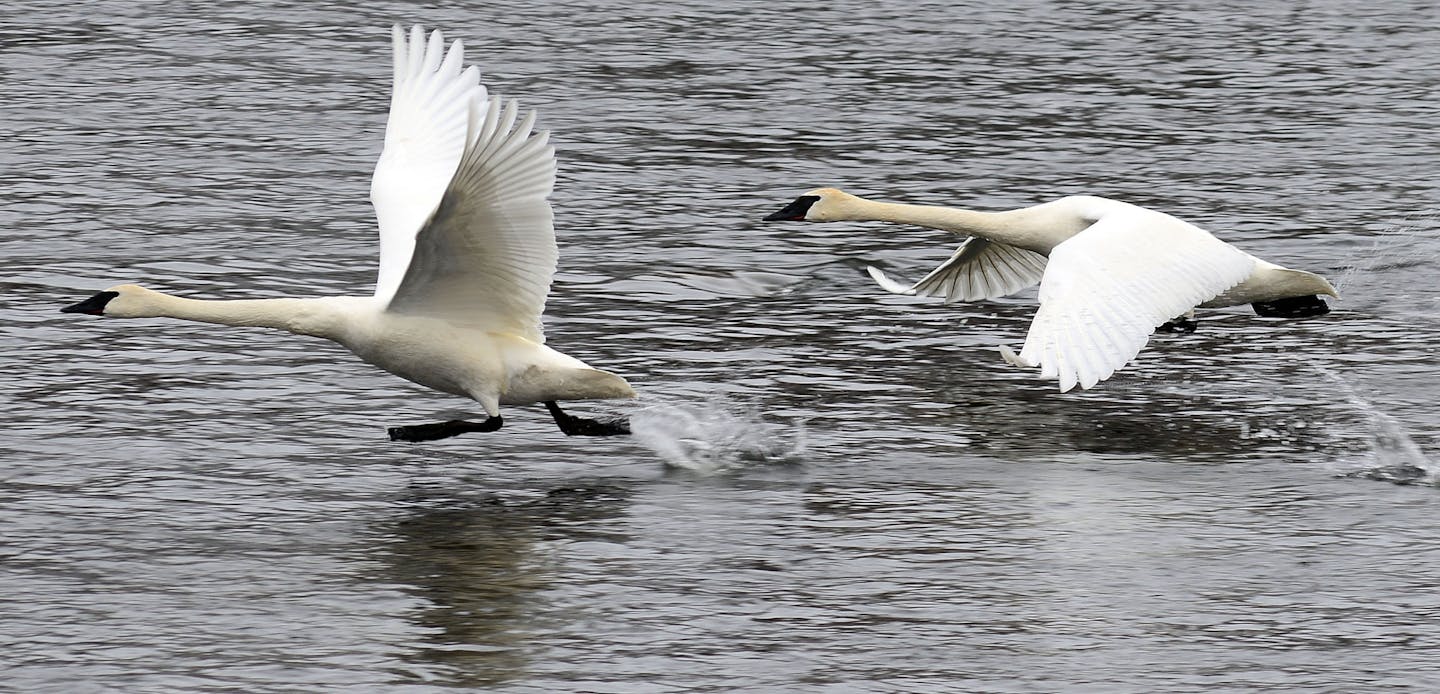 These Trumpeter Swans raced across the Mississippi River into a stiff cold wind to get airborne in Monticello Minn. Richard.Sennott@startribune.com Richard Sennott/Star Tribune. , Monticello Minn.Monday 3/18/13) ** (cq)