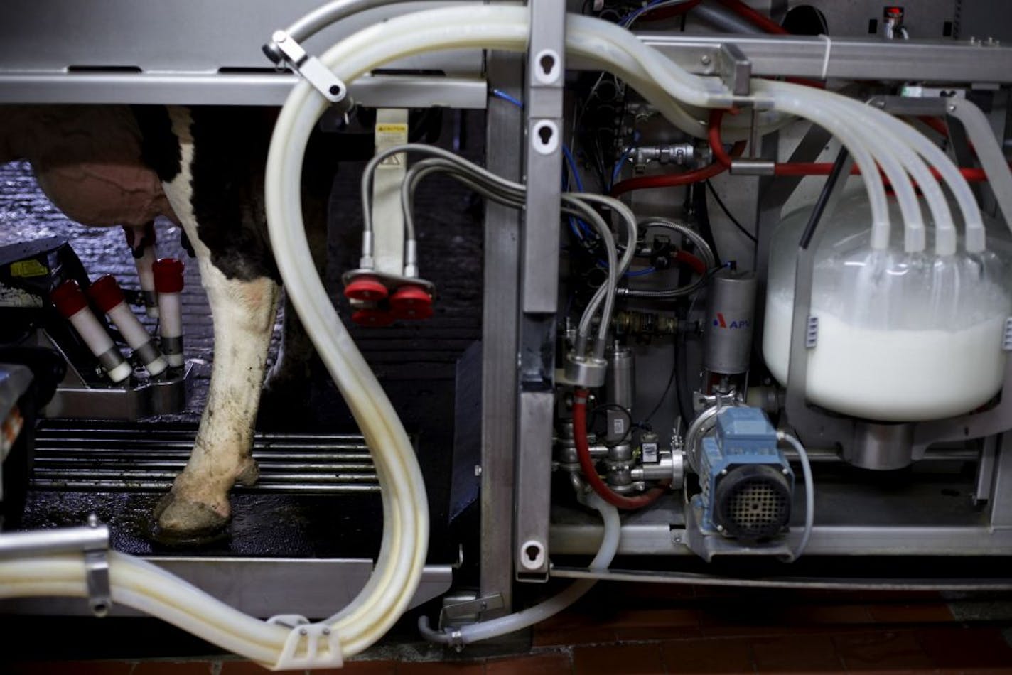 After luring the cow with sweetened pellets, charting the cow's weight, scanning and cleaning its teats, the automatic milking system milks a cow on the Groetsch family farm in Albany, Minn.