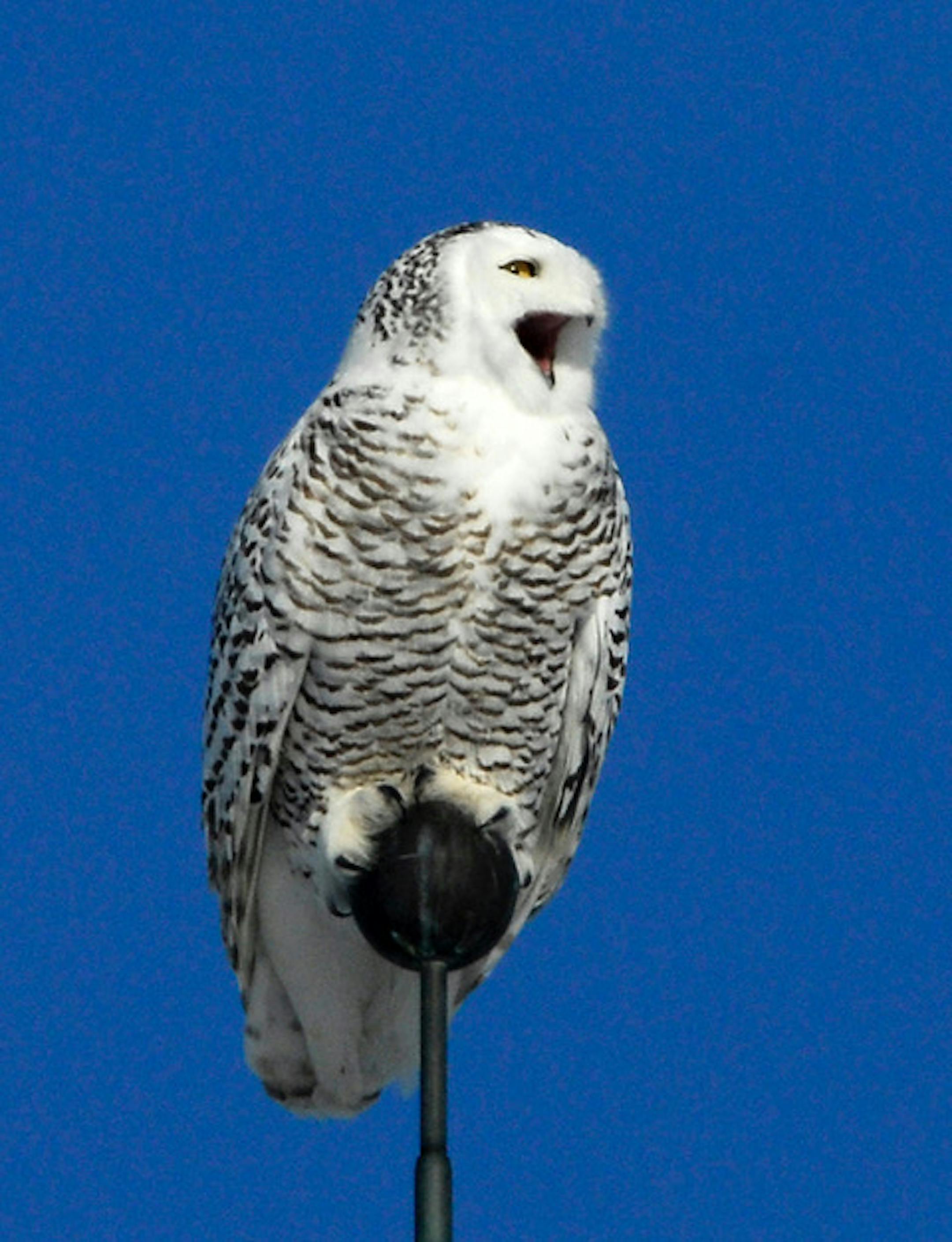 This owl is calling.Jim Williams photo