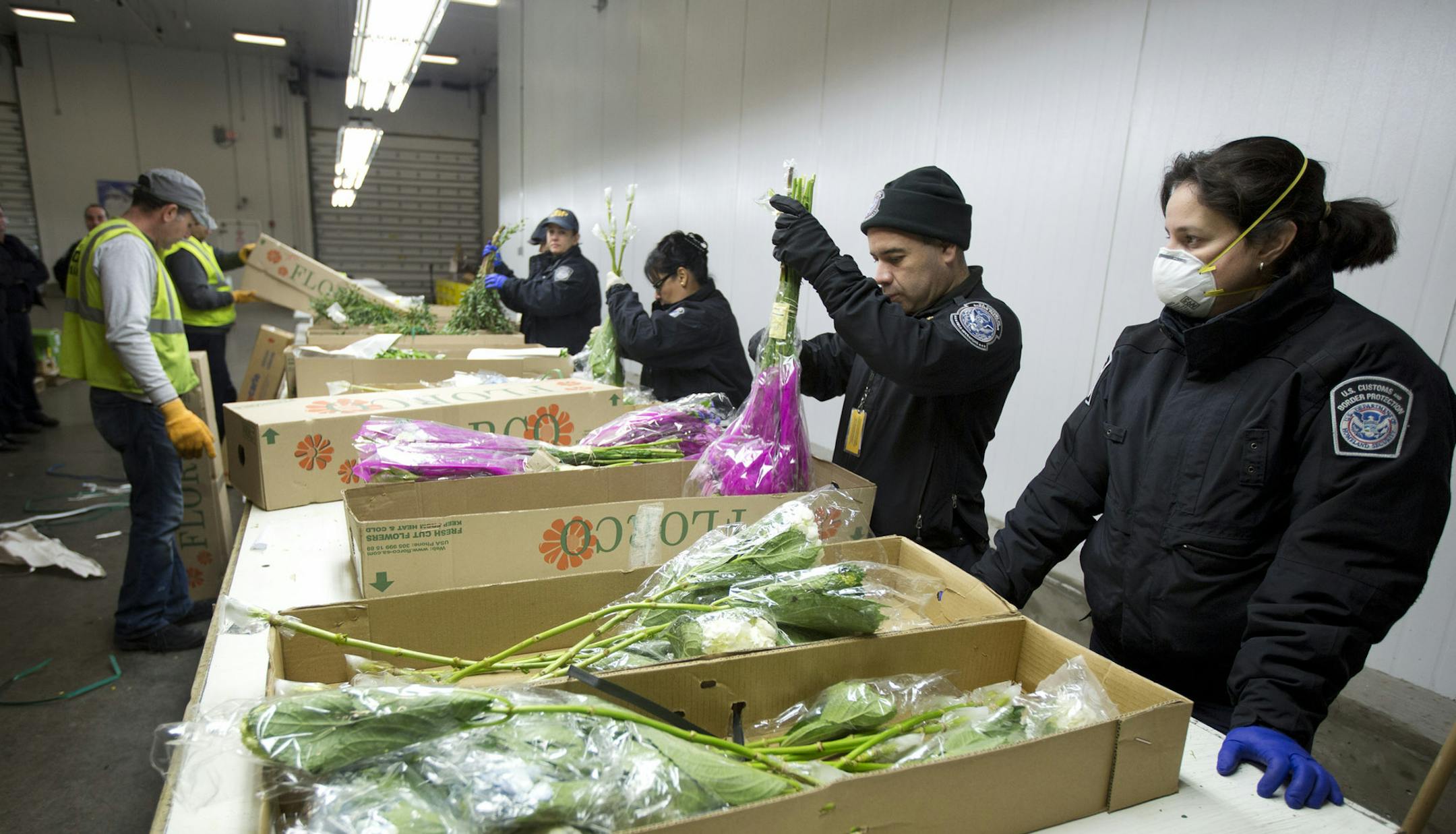 A group of U.S. customs agents checked imported flowers at the Miami airport.