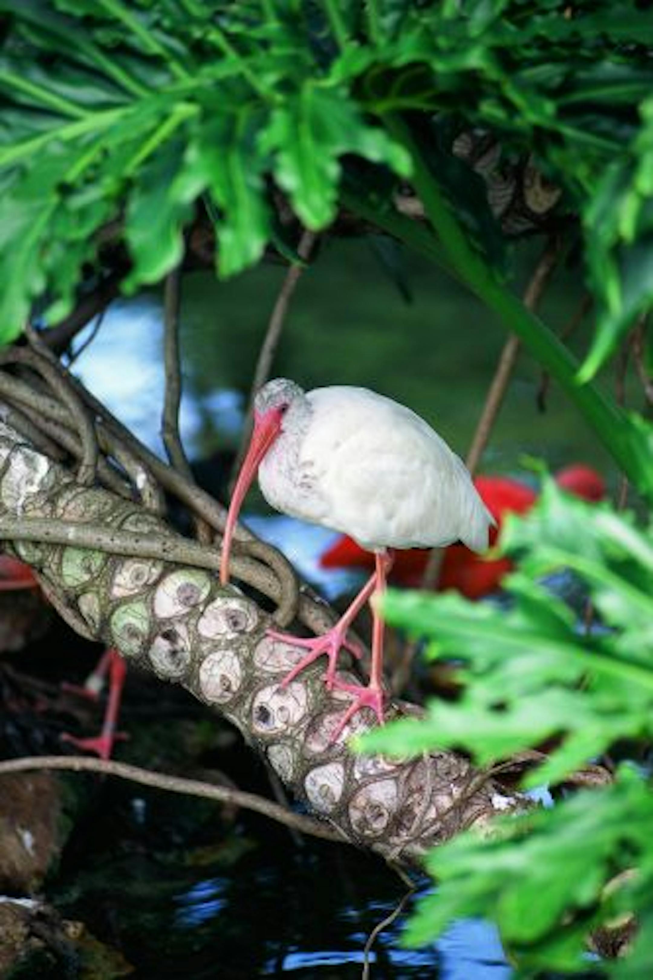 A white ibis, above, calls the area home.