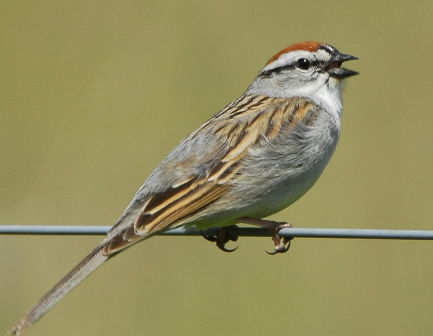 Chipping sparrows will not harm bluebirds.