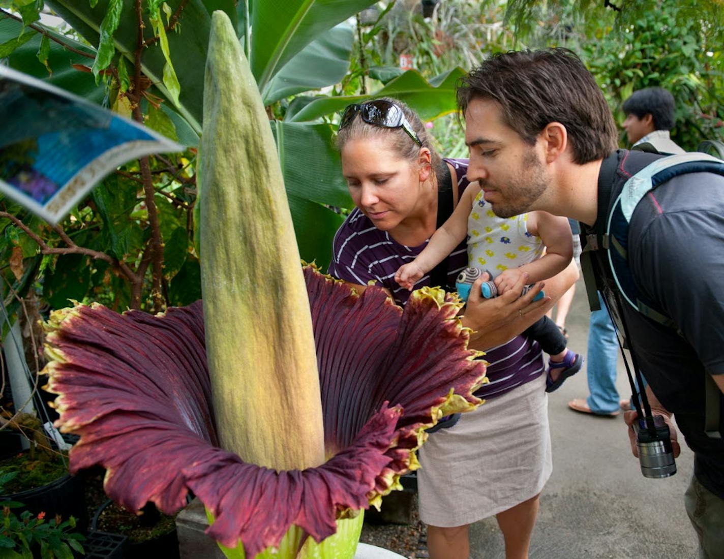 A blooming corpse flower at University of California.