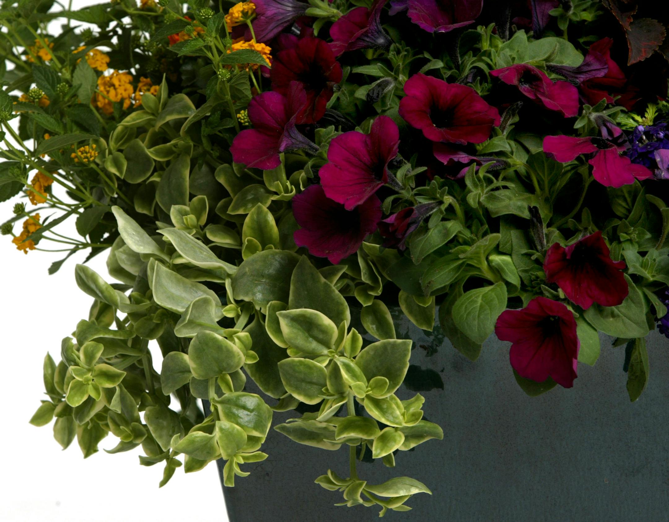 Corrine DuPrez from Gerten's Greenhouses.