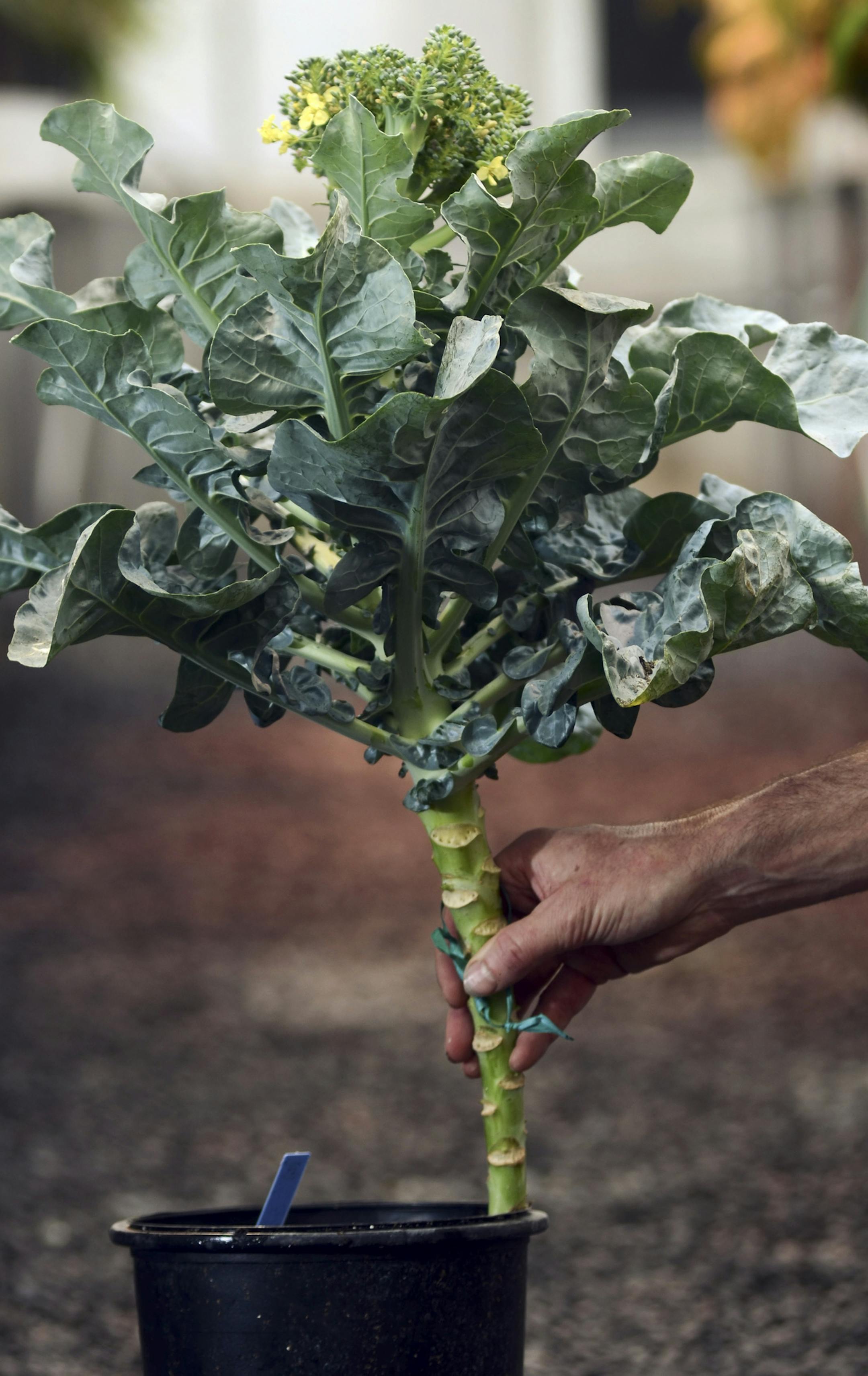 A broccoli hybrid plant beginning to flower at a Cornell University greenhouse in Geneva, N.Y., June 11, 2013. Thomas Bjorkman and his team at Cornell are creating new seeds that will flower in warmer climates, eliminating the need to ship the vegetable from far away and improving its taste. (Heather Ainsworth/The New York Times)