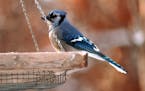 Bird Feeding - H&G - Springbrook Nature Center, Fridley. -- Blue jays are aggressive feeders that will chase other birds from the feeding site.
