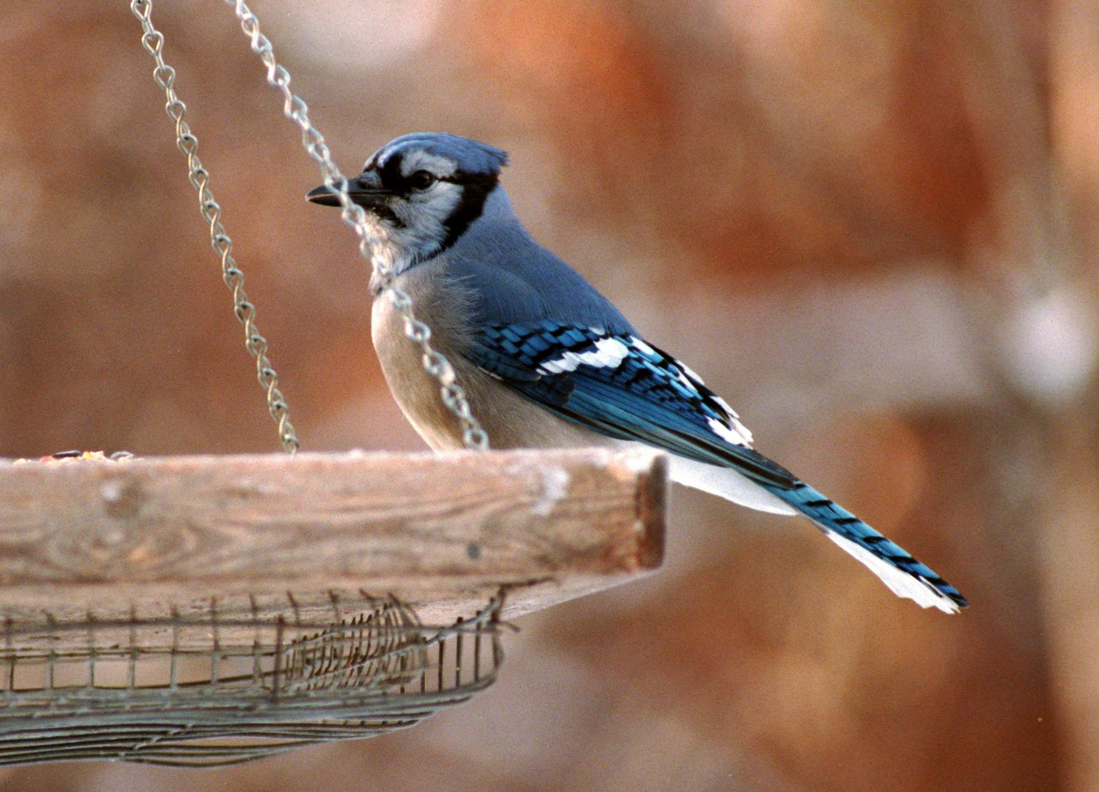 Bird Feeding - H&G - Springbrook Nature Center, Fridley. -- Blue jays are aggressive feeders that will chase other birds from the feeding site.