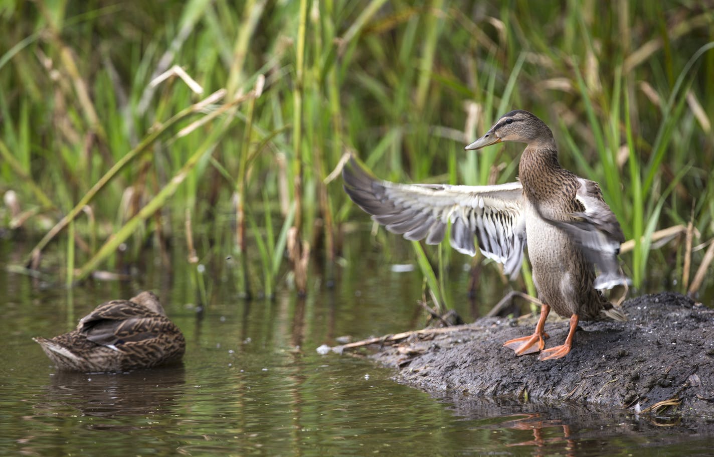 Ducks clean themselves in Lake Camelot in Plymouth on Monday, July 27, 2015. ] LEILA NAVIDI leila.navidi@startribune.com / BACKGROUND INFORMATION: Lake Camelot used to be called Mud Lake.