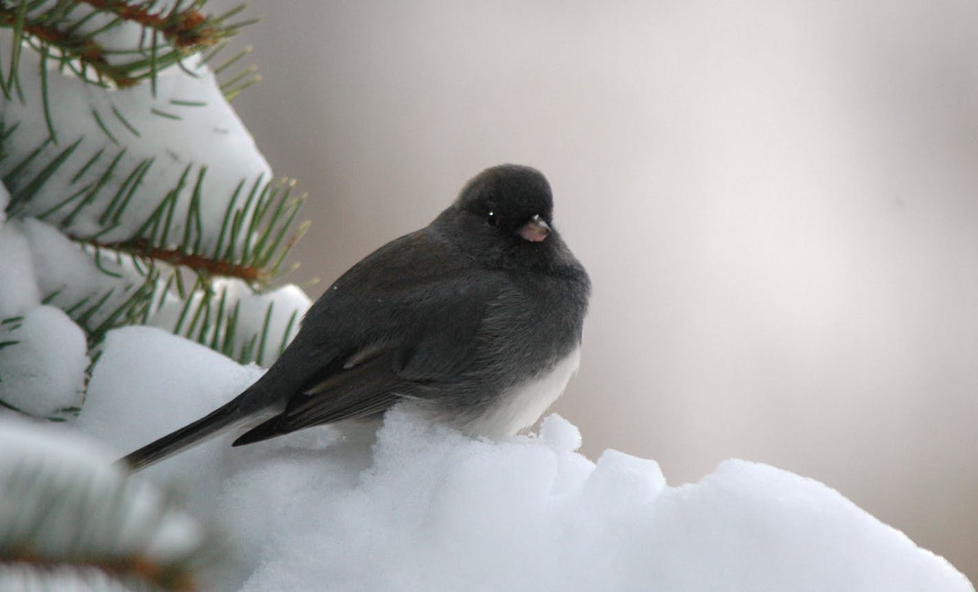 A dark-eyed junco, its white outer tail feathers mostly hidden, is unfazed by new-fallen snow.