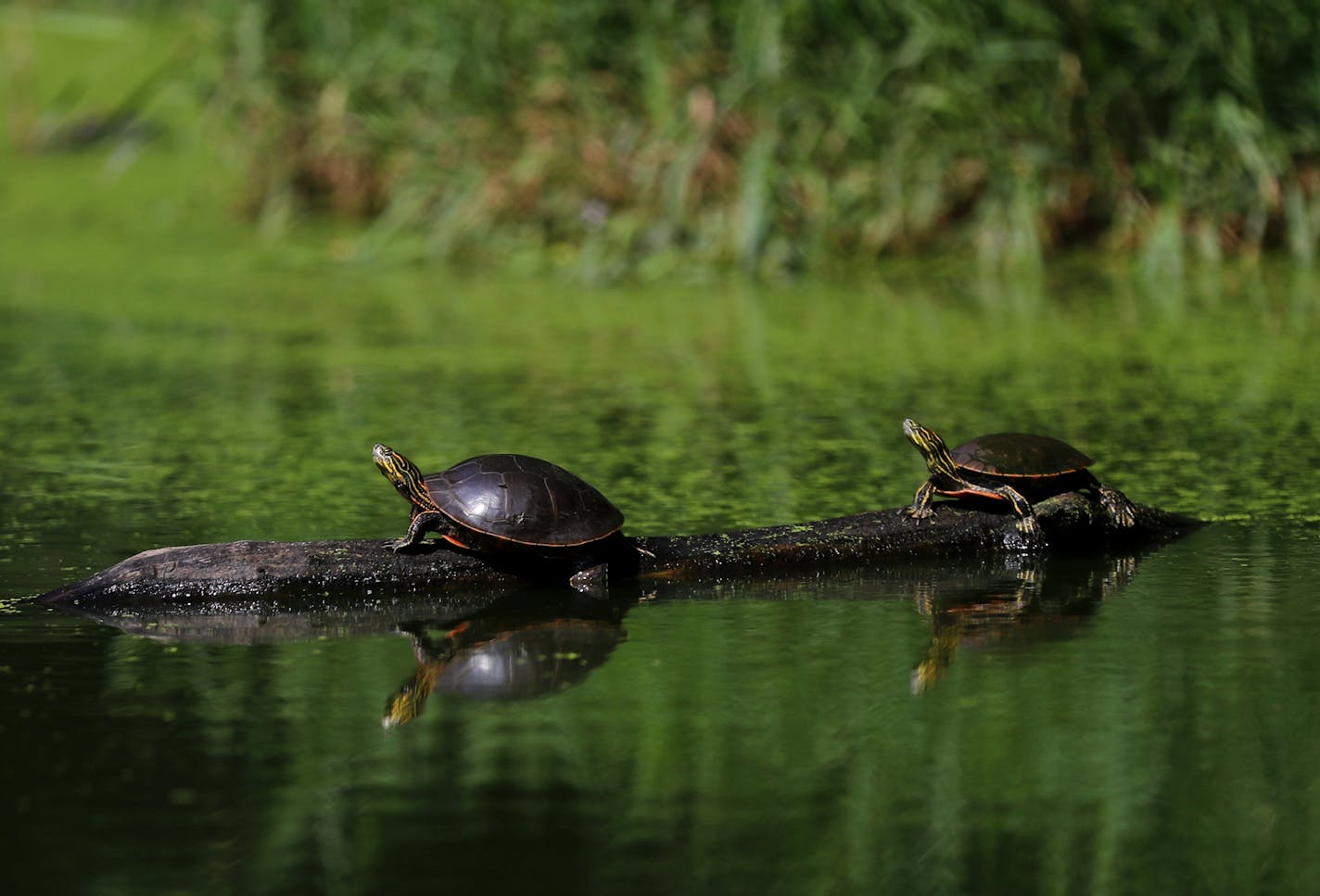 Turtles on a log with an accumulation of duckweed and algae bloom on the waters in Winchester Pond Wednesday, July 23, 2019, in Bloomington, MN.] DAVID JOLES &#x2022; david.joles@startribune.com A neighborhood in Bloomington has hit on a unique way to clean up Winchester Pond. This weekend it deployed a plant-covered "floating island" to manage water pollutants and naturally cleanse water, mimicking characteristics of a wetland. The project received funding from Hennepin County, which awards gra