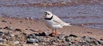 Two male piping plovers, a shorebird species critically endangered in the Great Lakes area, have been hanging around Park Point in Duluth for a couple