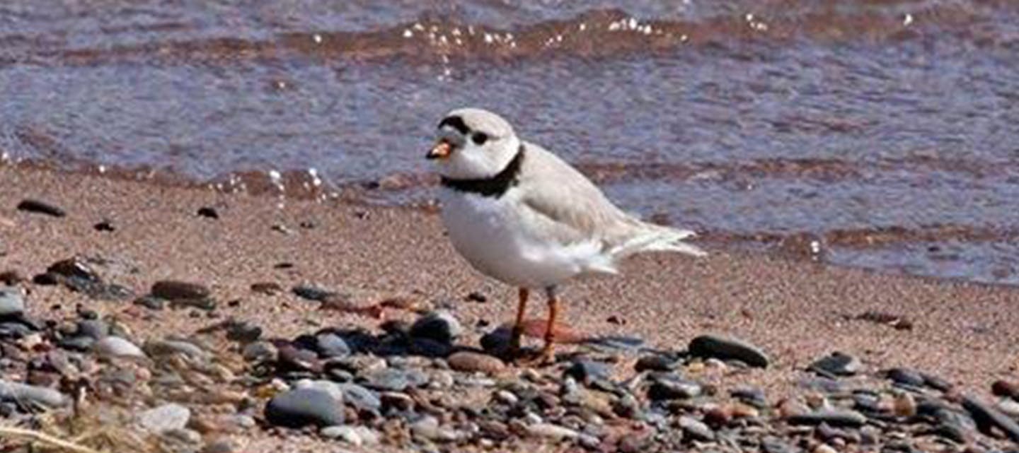 Two male piping plovers, a shorebird species critically endangered in the Great Lakes area, have been hanging around Park Point in Duluth for a couple weeks, raising hopes that they might seen find females to nest there. Volunteers spent the Memorial Day weekend steering people away from the area at the end of the point where the birds were seen. Photo courtesy St. Louis River Alliance volunteer Rubin Stenseng. ORG XMIT: MIN1505251533582651