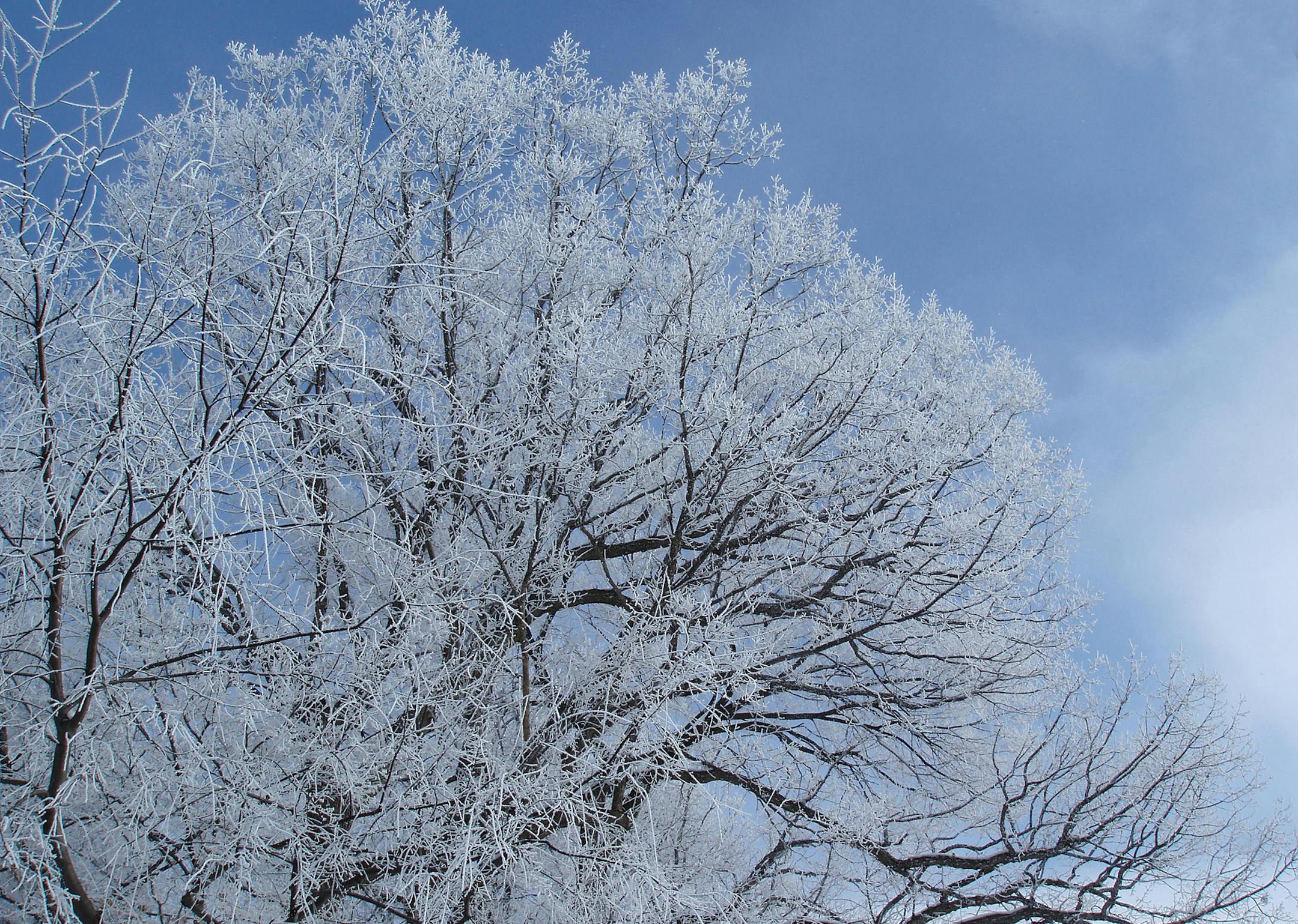 Frost on an oak tree by Mark Snyder of Plymouth