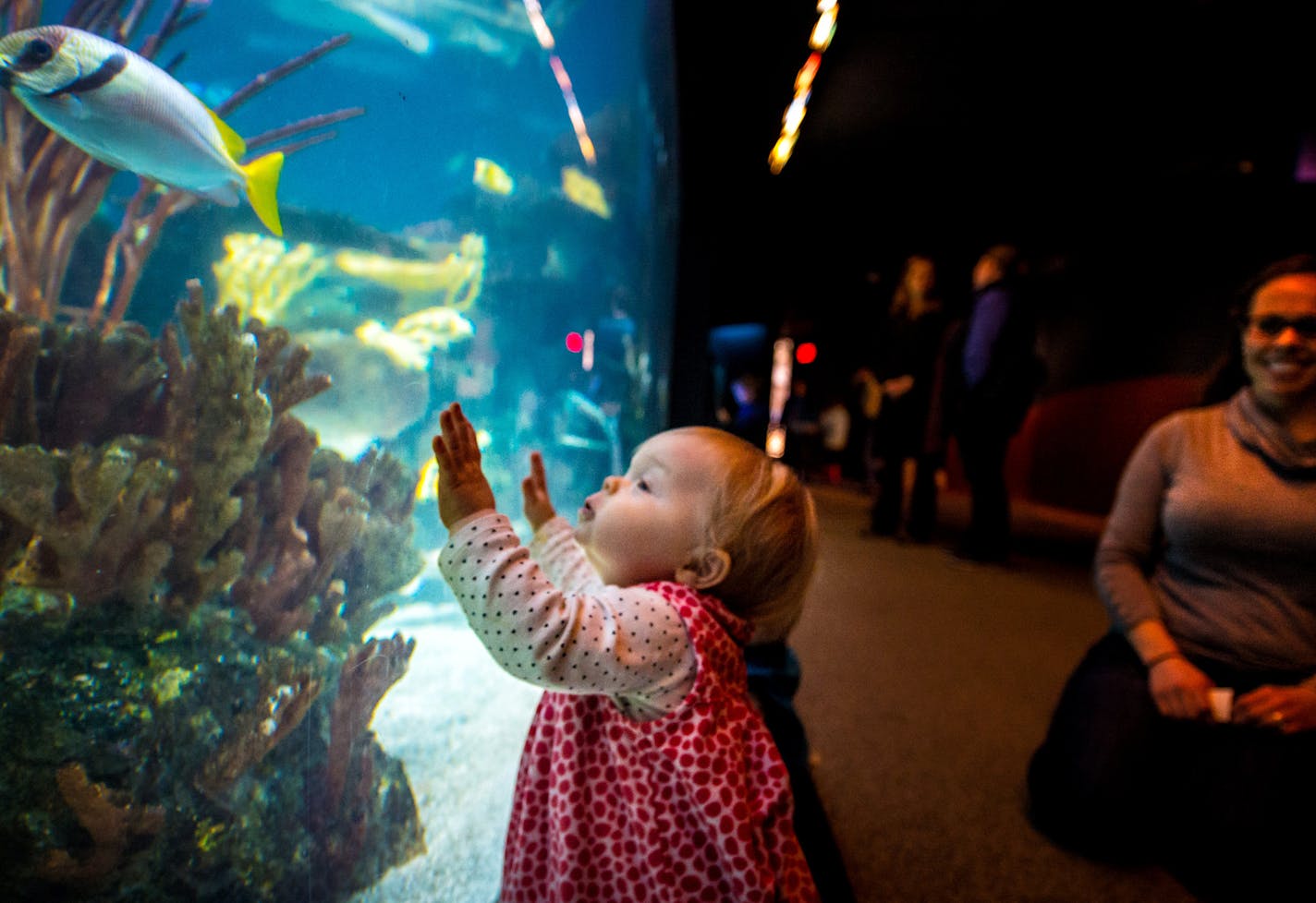 Savannah Grandits, 10 months, was fascinated by the fish around the Tropical Reef at the Minnesota Zoo while her mom Christa watched. ] GLEN STUBBE * GSTUBBE@STARTRIBUNE.COM Friday, January 30, 2015 Minnesota Zoo officials are asking the state for $1.5 million in emergency funding to keep all the exhibits open.