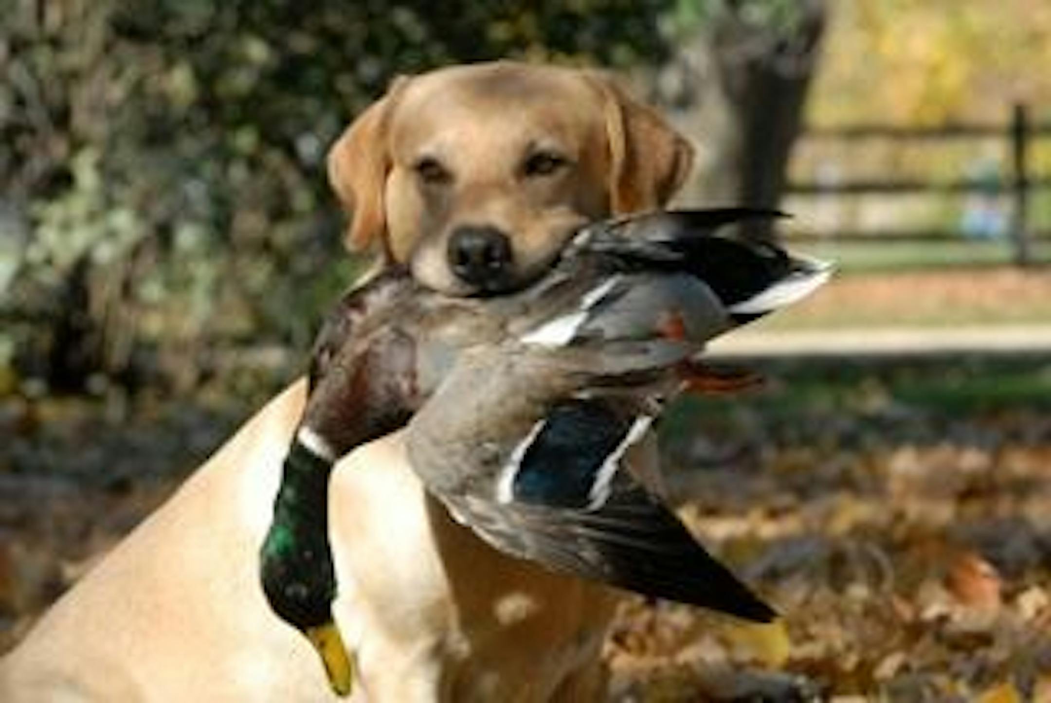 Training a retriever takes patience — but doesn't necessarily require an electronic collar.