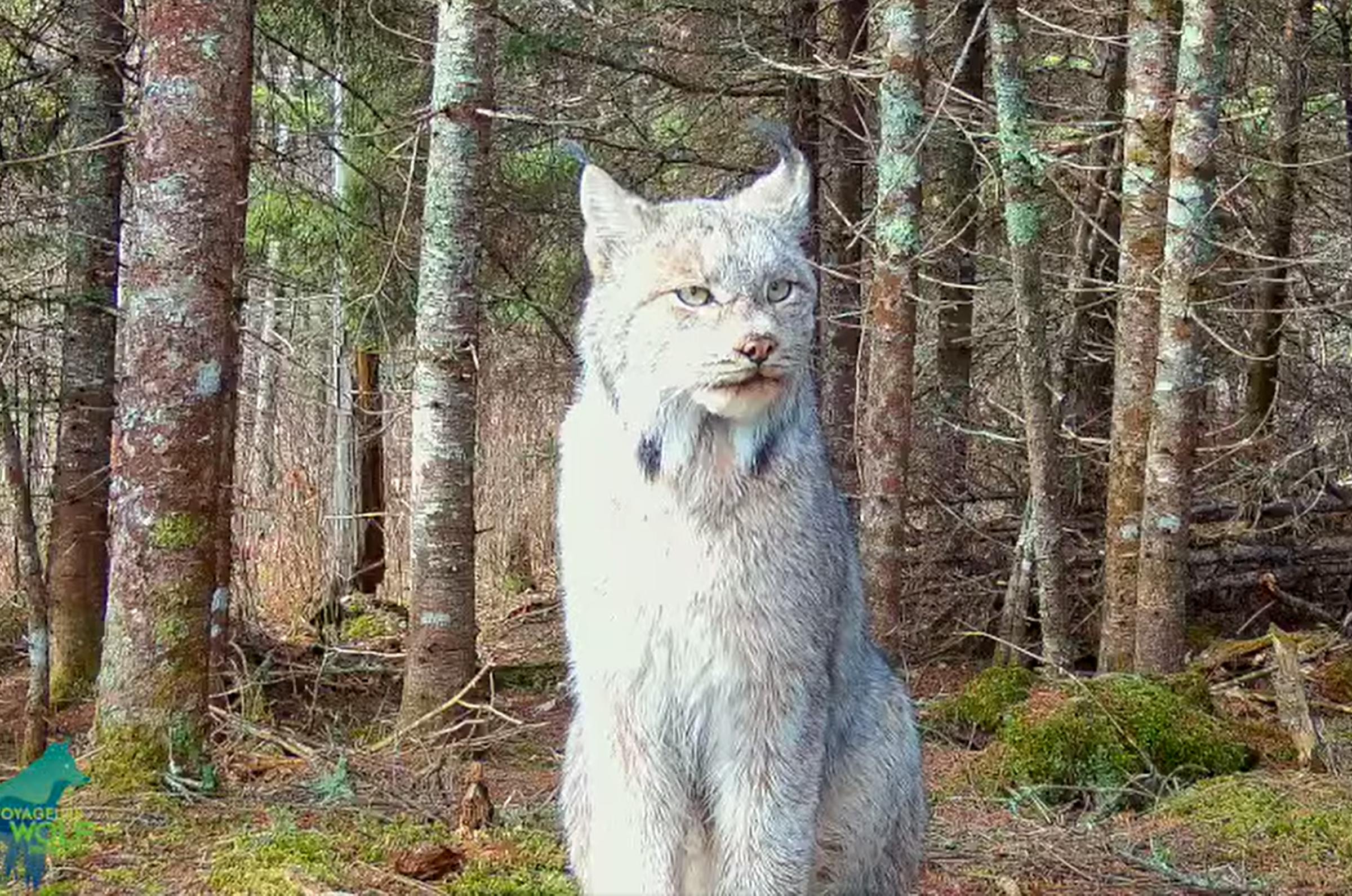 Trail camera video shows lynx relaxing in north Minnesota woods