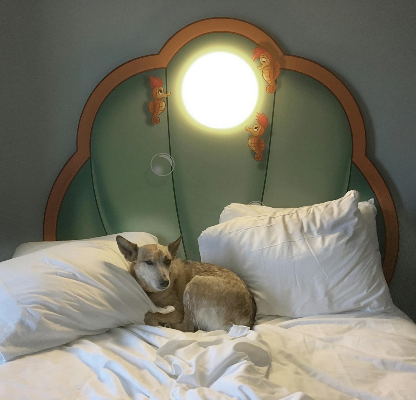 The author's dog, Annie Oakley Tater Tot, prepares for a snooze in a "Little Mermaid"-themed bed at Walt Disney World's Art of Animation resort in Florida. MUST CREDIT: Photo by Jen A. Miller for The Washington Post.