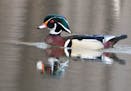 Don Severson The first time you see a male wood duck you may not believe your eyes because their plumage is so breathtakingly beautiful.