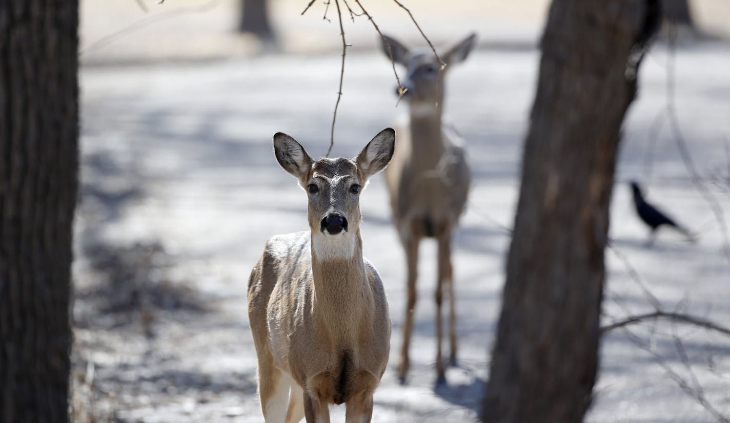 Two whitetail deer and a crow along the Minnesota River in March 2016.