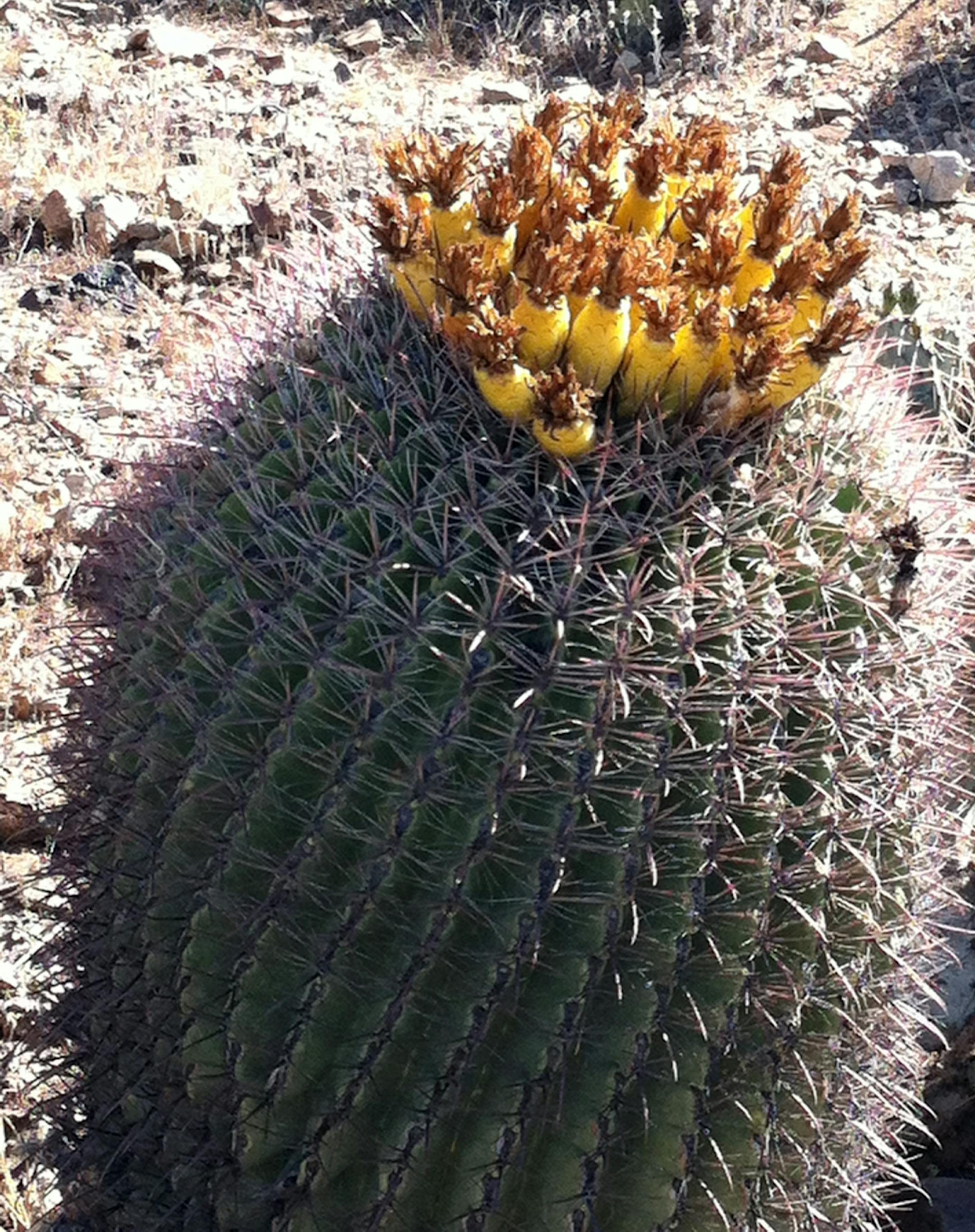 desert in bloom