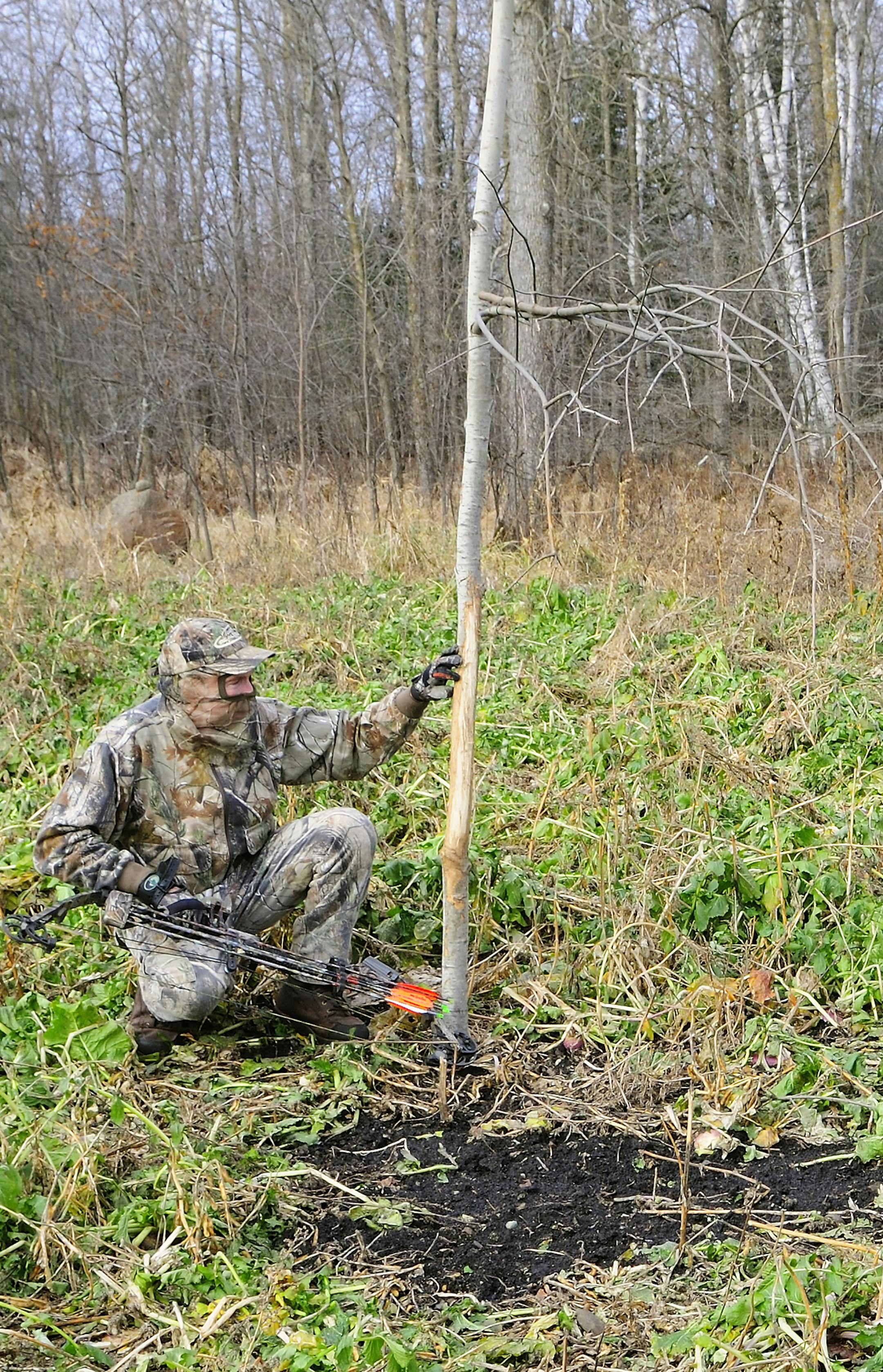The author examined a rub tree he "planted" in a food plot, just 15 yards from his tree stand. Note the tree has been rubbed and bucks have made a scrape below the licking branch. Photo by Bill Marchel