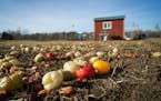 The Hmong American Farmers Association has been leasing land in Vermillion Township — where peppers remain this week after harvest — allowing 100 
