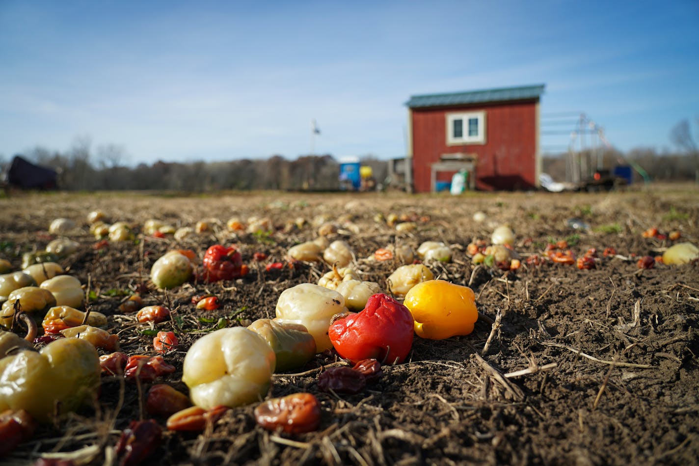 The Hmong American Farmers Association has been leasing land in Vermillion Township — where peppers remain this week after harvest — allowing 100 farmers to grow fruit and vegetables just 15 minutes south of St. Paul.