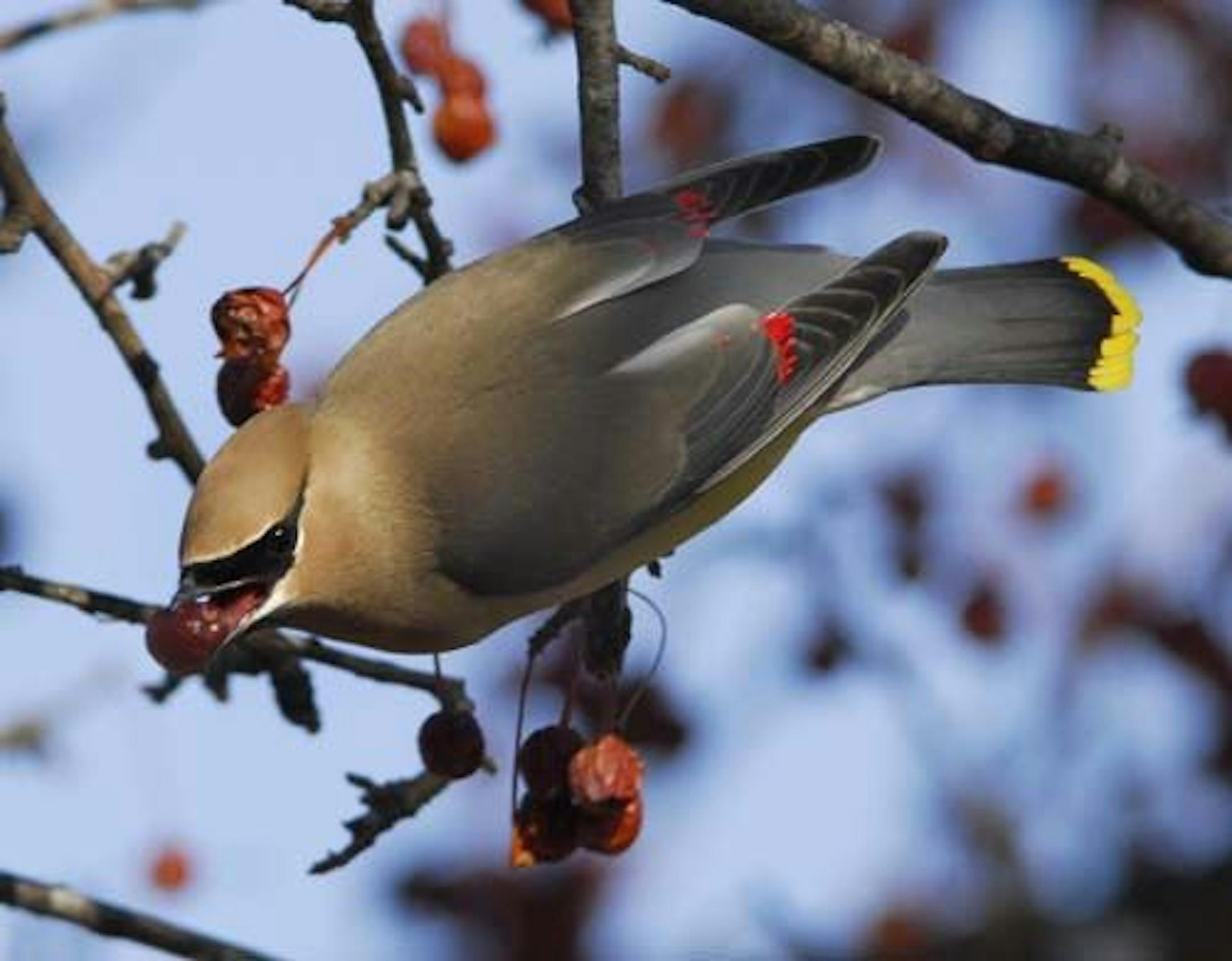A cedar waxwing at a crab apple tree in the Twin Cities. The red coloration on the wings is presumed to be a �courtship� thing, to attract a mate. Both male and female birds have the red waxy tips on the secondary wing feathers.