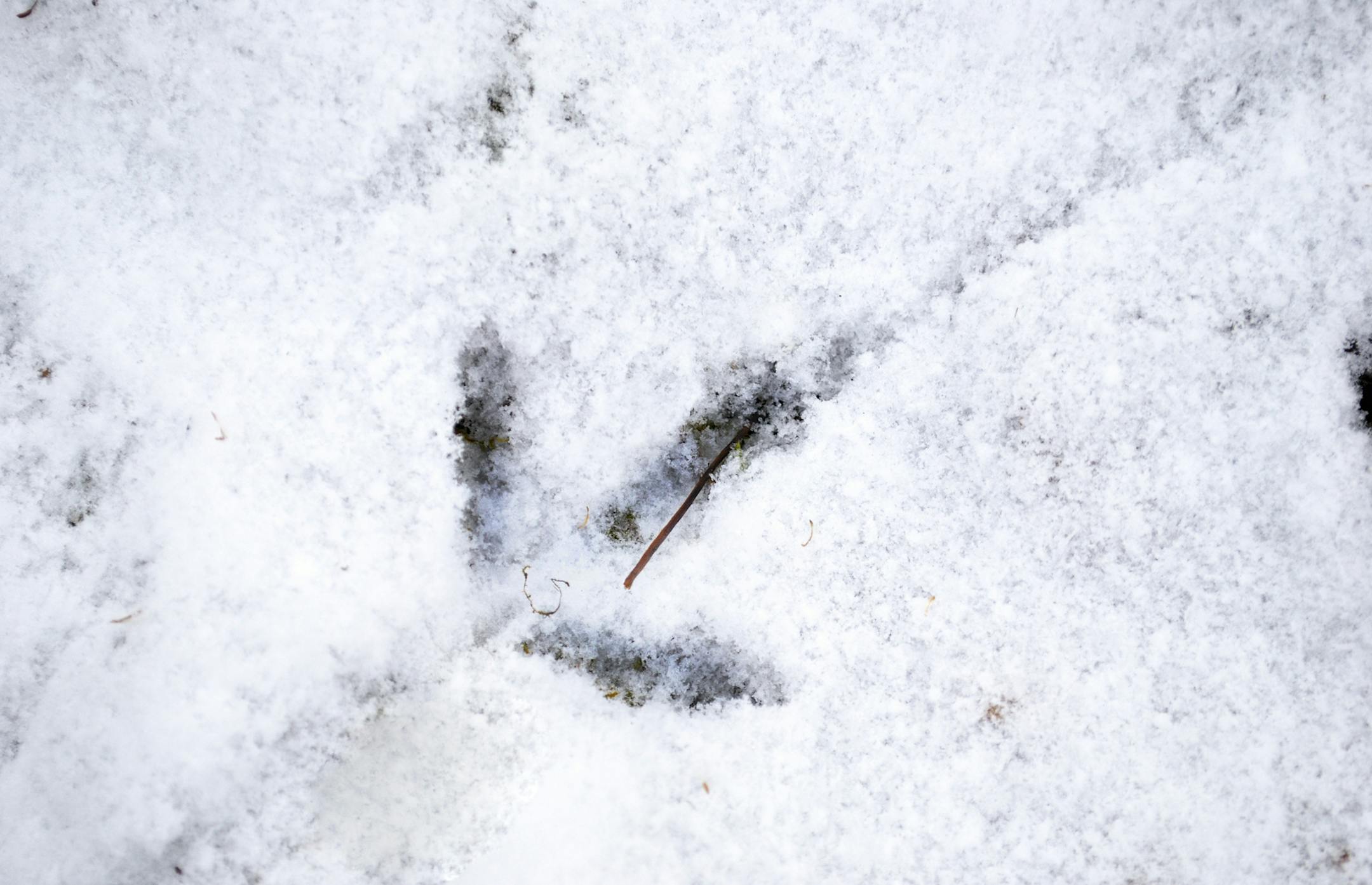 Late-season ruffed grouse hunters should watch for tracks in the snow, then hunt the area thourghly.
