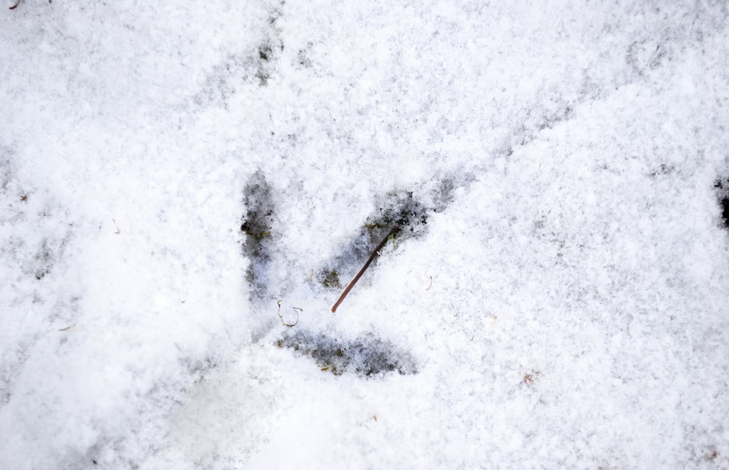 Late-season ruffed grouse hunters should watch for tracks in the snow, then hunt the area thourghly.