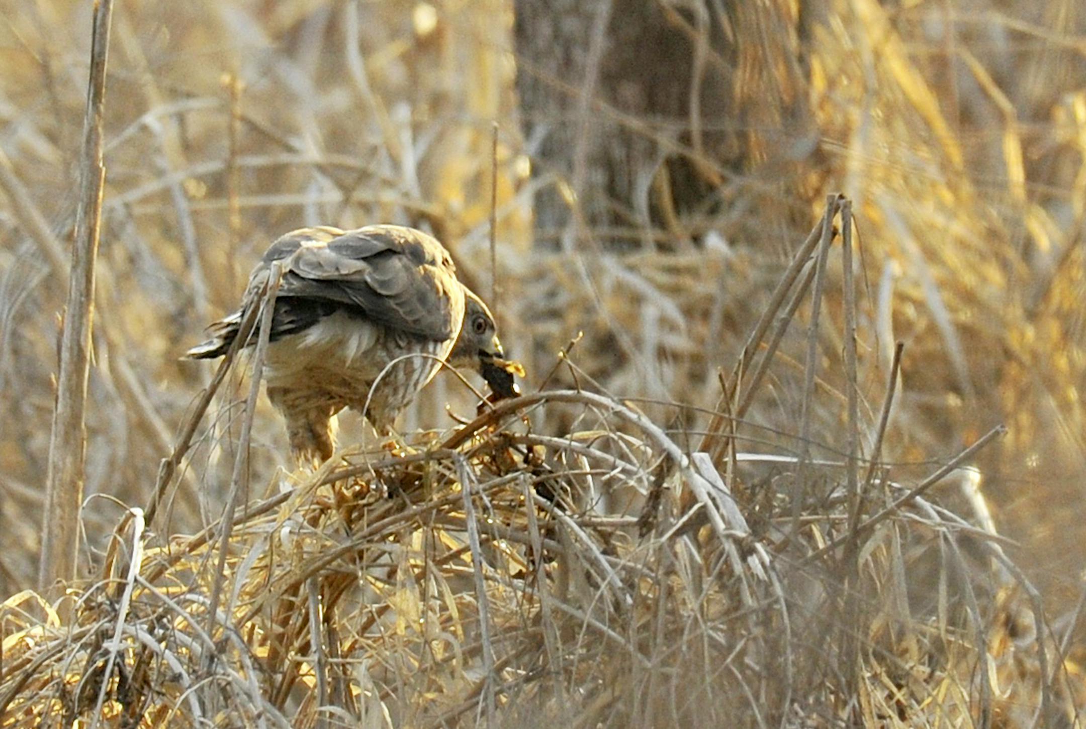Broad-winged hawk eating a wood frog.