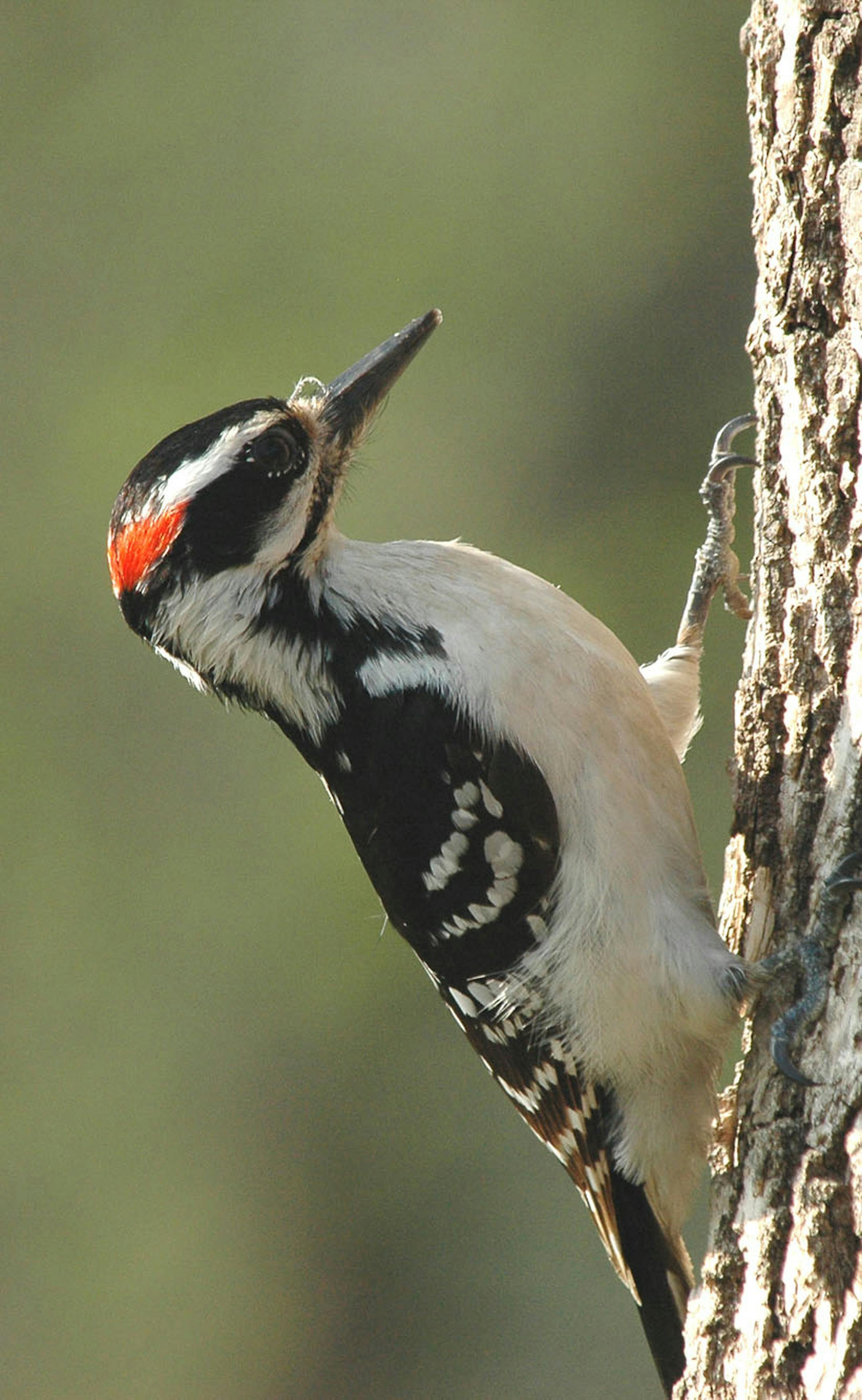 Hairy woodpecker, male