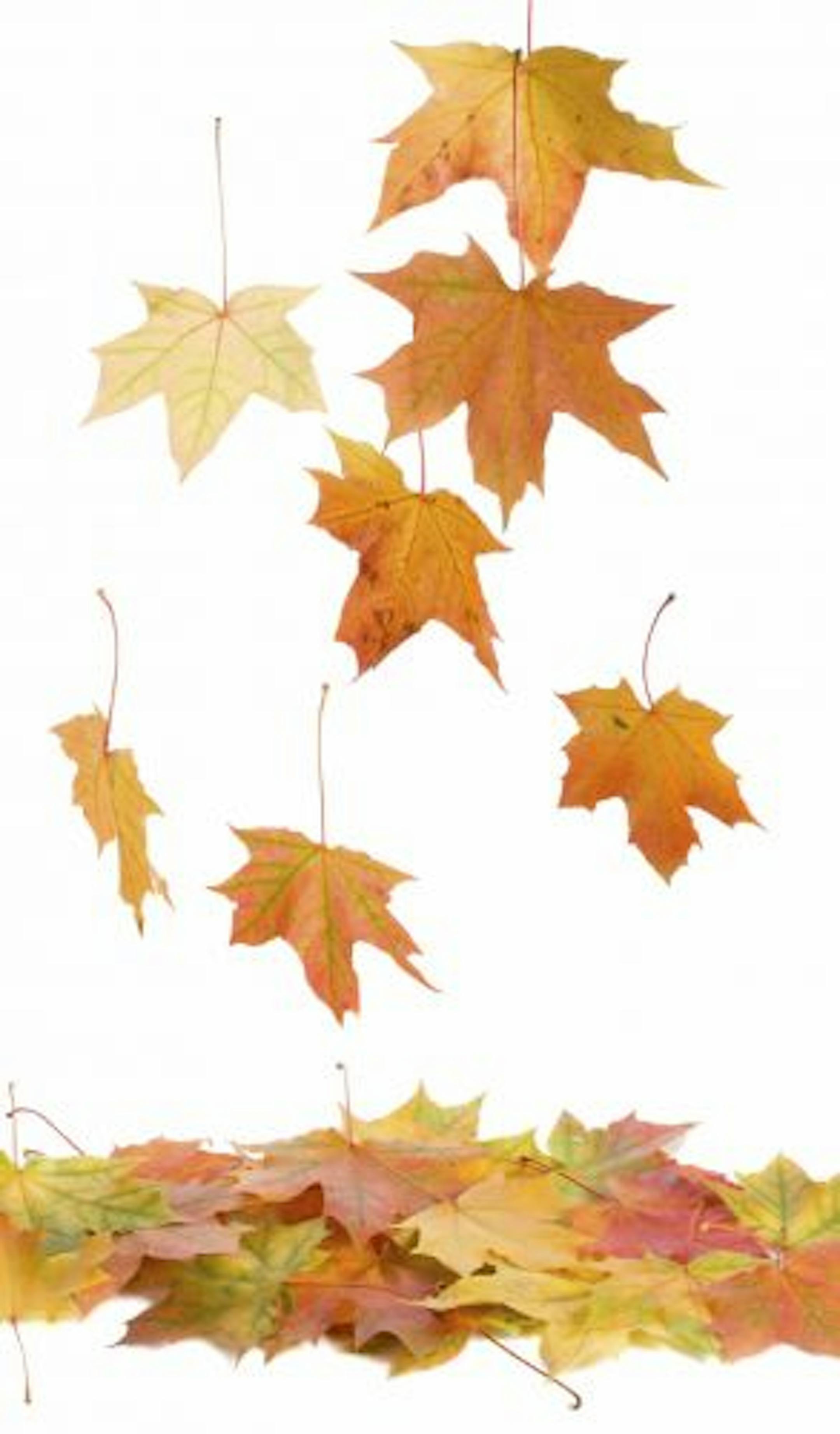 close-up fallen maple leaves, isolated on white