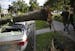 In the Whittier neighborhood of Minneapolis, a tree perfectly balanced itself on top of this sedan and an SUV.