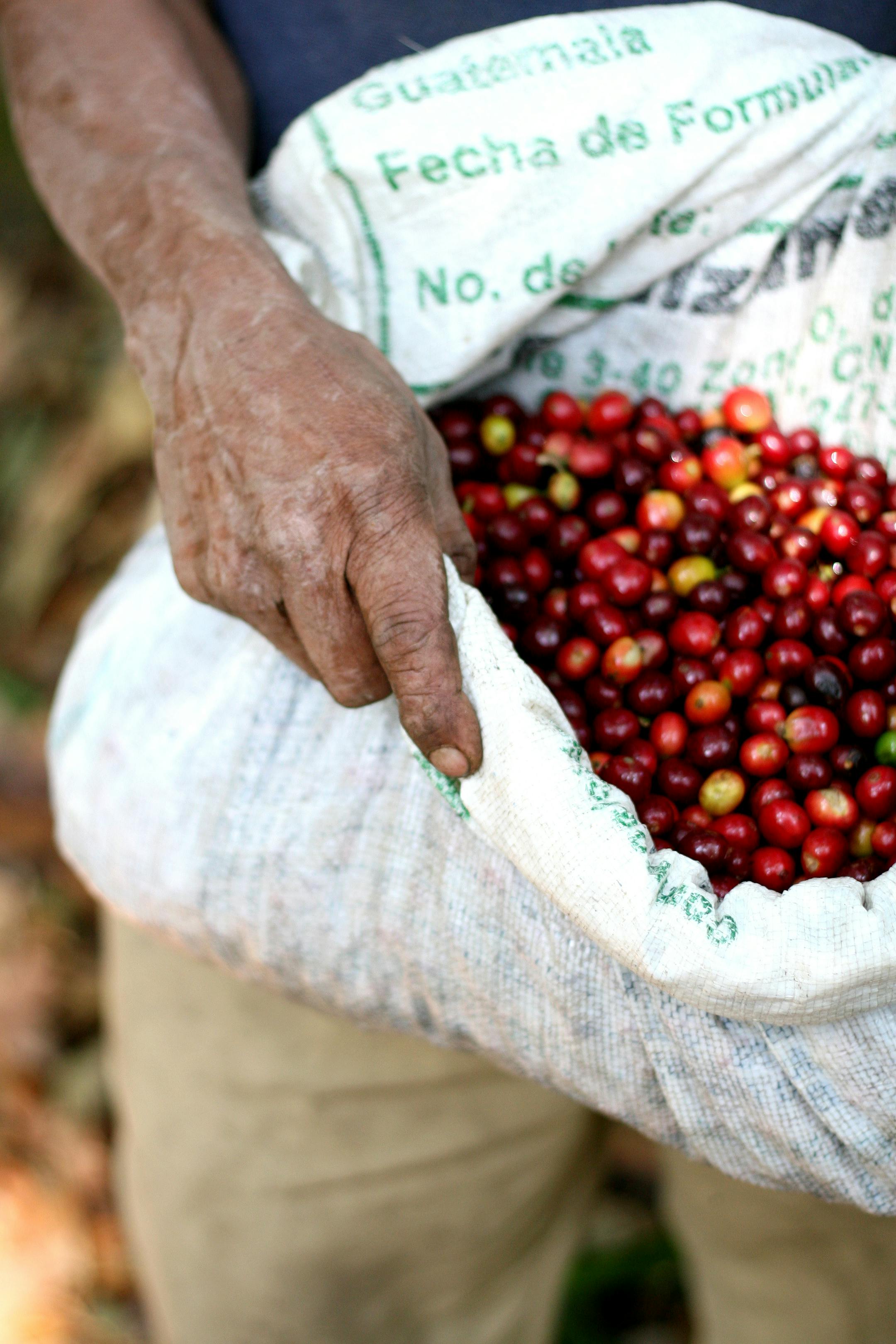 Those picking coffee gather 100 to 150 pounds of coffee per day, a task that takes more than eight hours.
