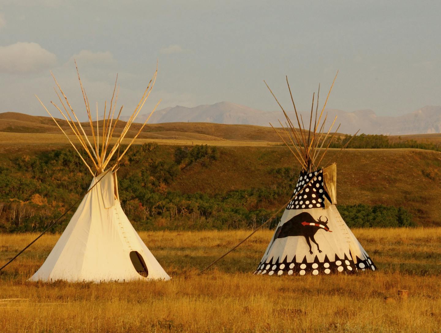 In September, 14 Native American tribes gathered on the grassy plains east of Glacier National Park in northern Montana to sign a treaty on joining forces to bring back bison the Indian reservation land. These teepees were erected by members of the Blackfeet tribe. ] Josephine Marcotty - Star Tribune